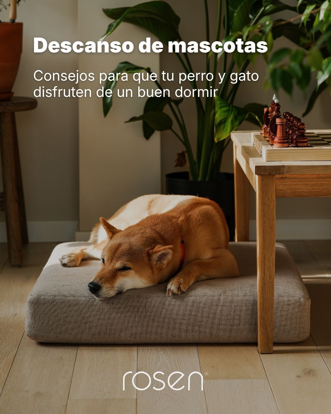 Descanso de mascotas