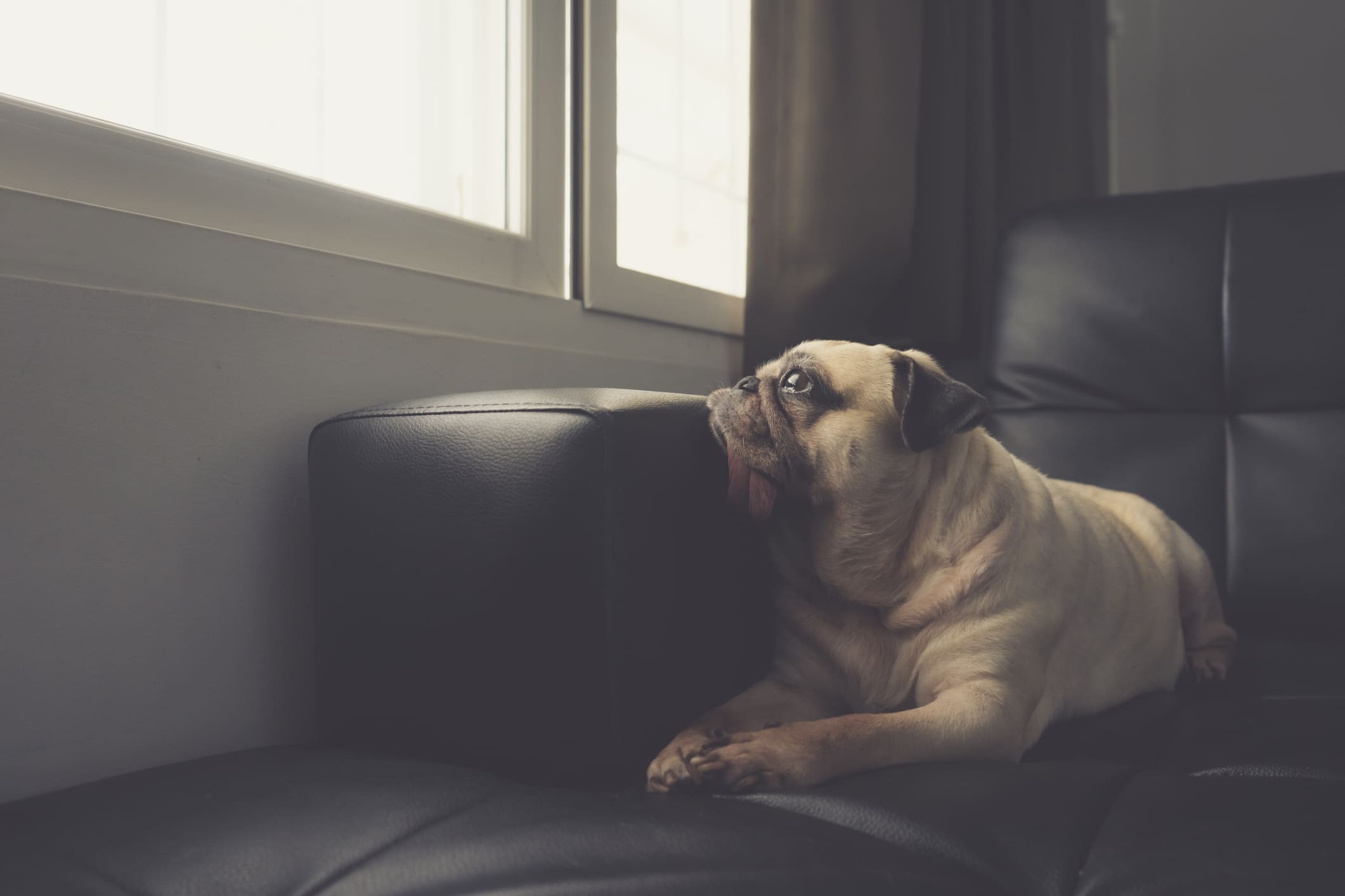 cuanto deben dormir los cachorros pug